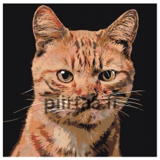 Maalaa numeroilla A207