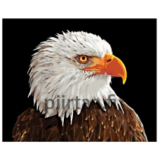 Maalaa numeroilla A420