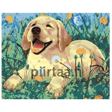 Maalaa numeroilla A61