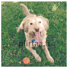 Maalaa numeroilla AMZN9915528