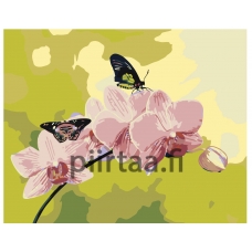 Maalaa numeroilla ARTH-AH243