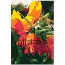 Maalaa numeroilla F40