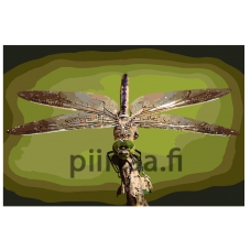 Maalaa numeroilla KTMK-fragongly012