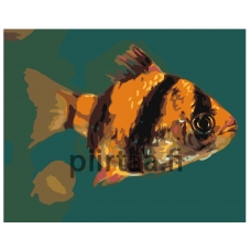 Maalaa numeroilla Z-AB216