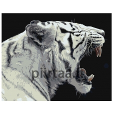 Maalaa numeroilla Z-AB304