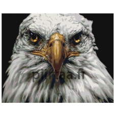 Maalaa numeroilla Z-AB421