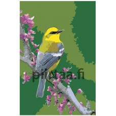 Maalaa numeroilla Z-NA31