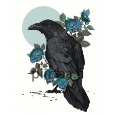 Maalaa numeroilla Z-NA61