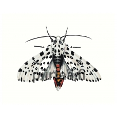 Maalaa numeroilla Z-NA81