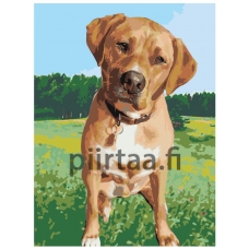 Maalaa numeroilla ets357-3040