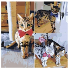 Maalaa numeroilla ets529-4040