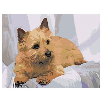 Maalaa numeroilla zai503176 Maalaa numeroilla zai503176