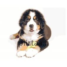 Maalaa numeroilla z6257