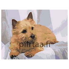 Maalaa numeroilla zai503176